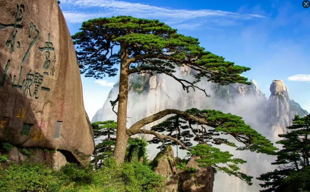 黄山迎客松