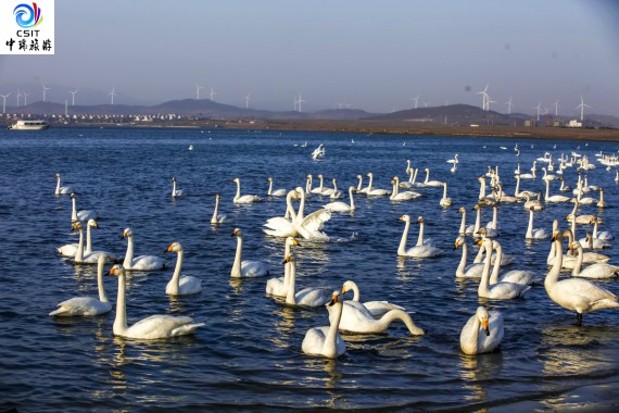 三门峡天鹅湖/陕州地坑院2日游  QZ