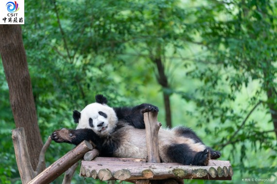 主推四川----成都●【 巴蜀之乐】三熊+都青+成都自由行 双高5日游