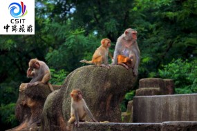 樱游花果山抢政府补贴2日游HL